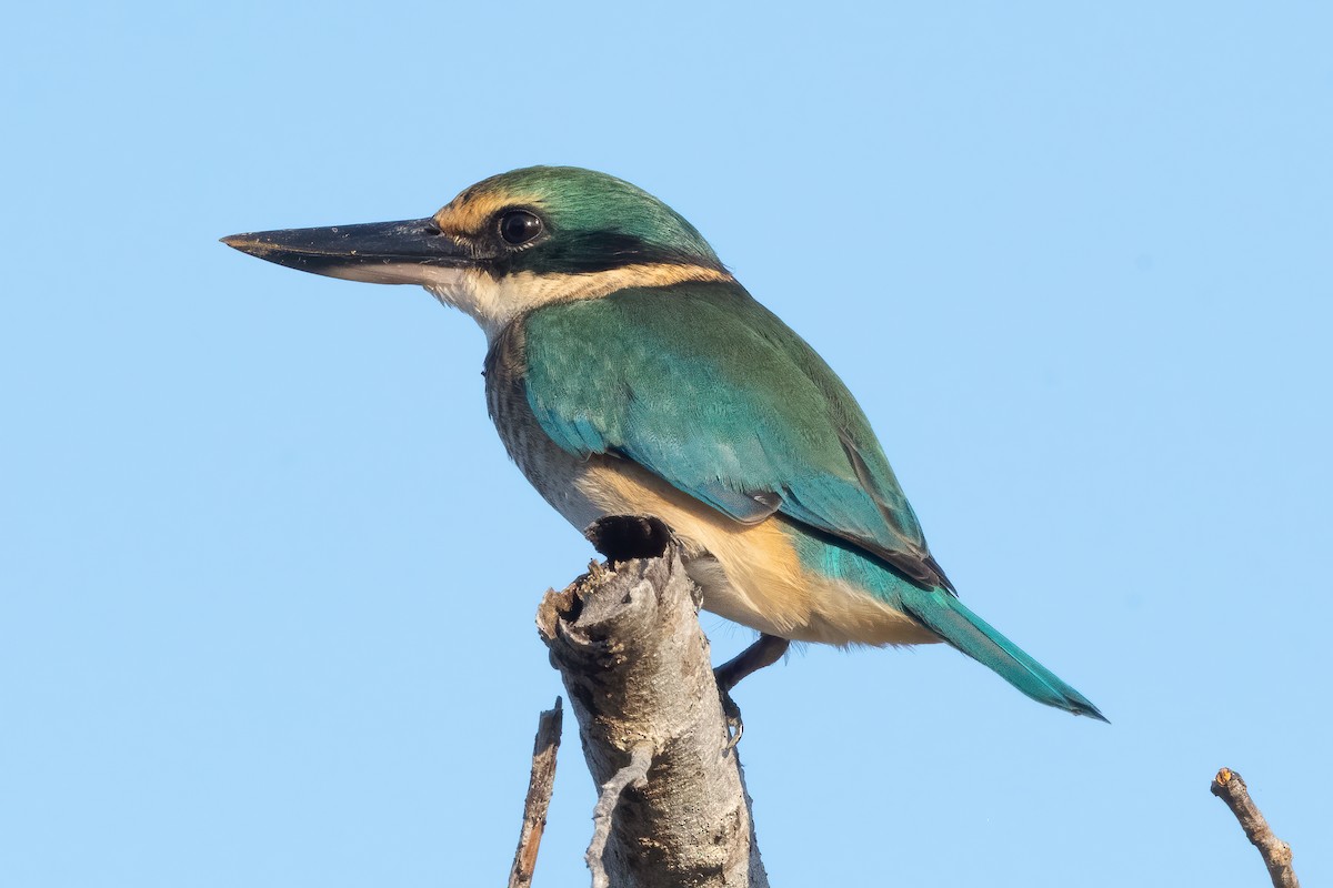 Sacred Kingfisher - ML638648082