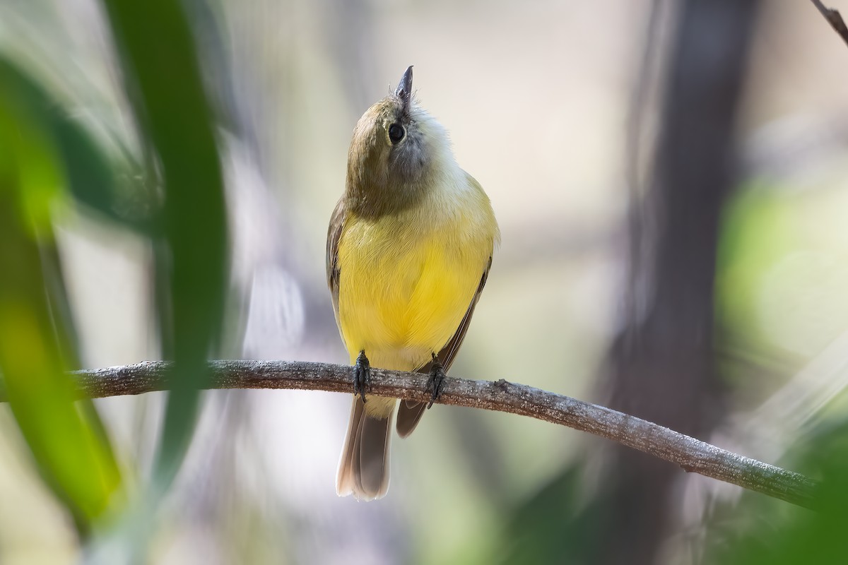 Lemon-bellied Flyrobin - ML638648148