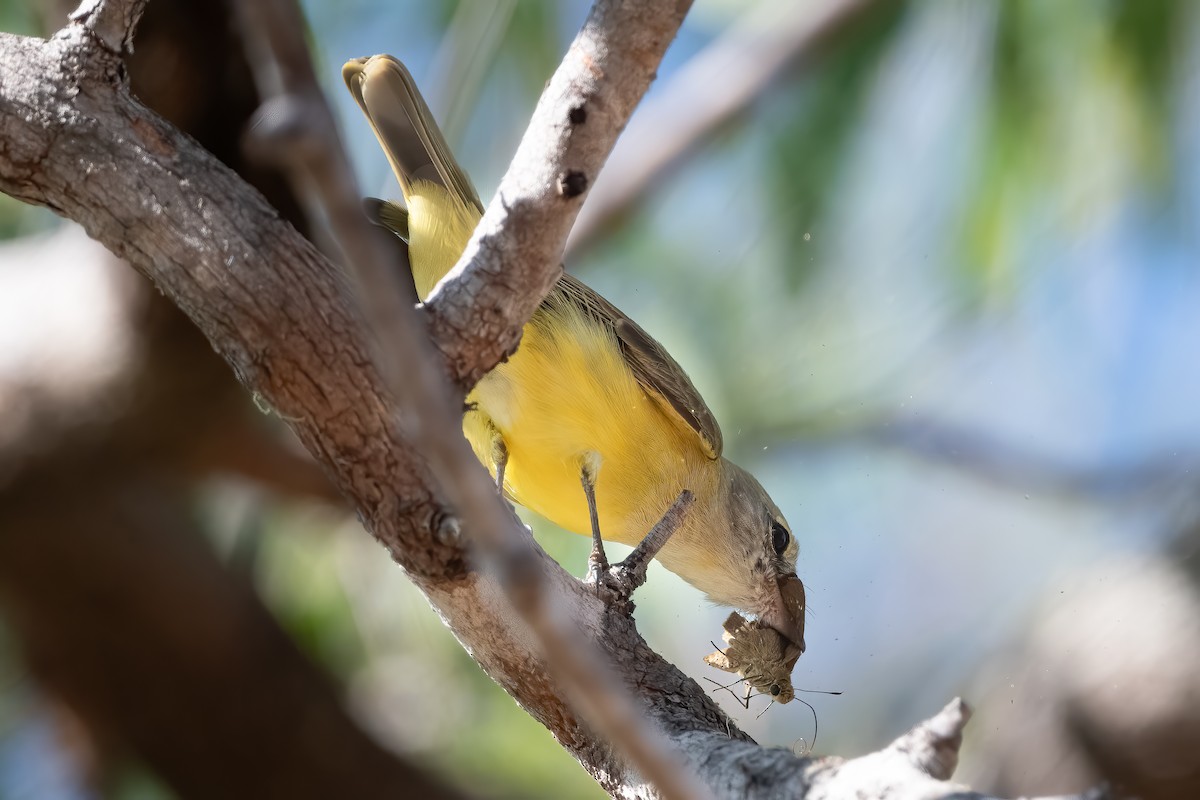 Lemon-bellied Flyrobin - ML638648149