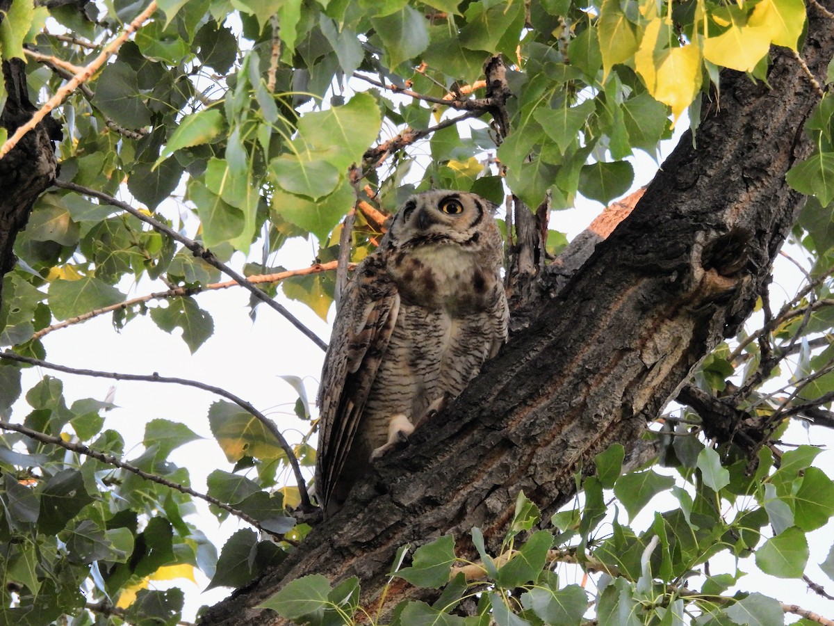Great Horned Owl - ML638648154