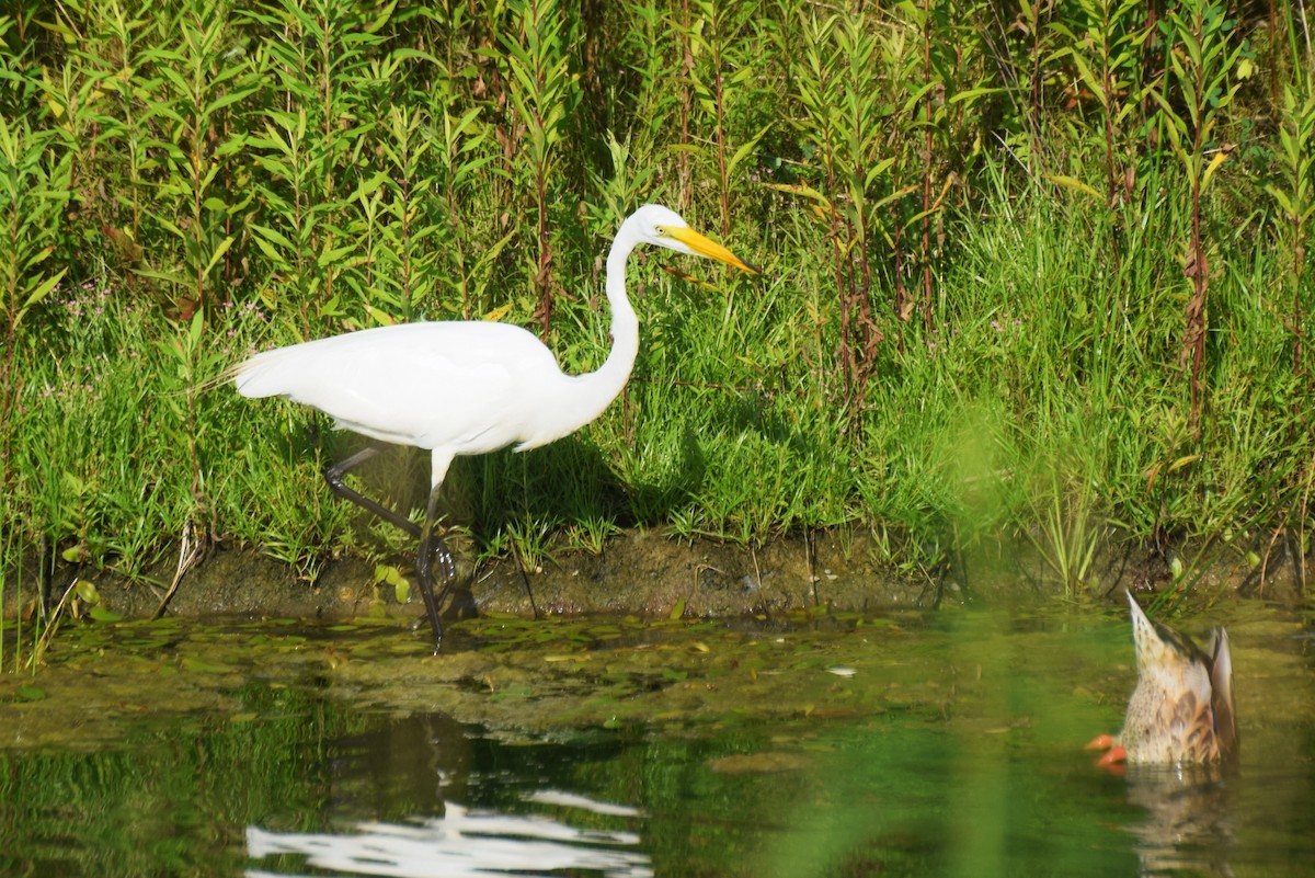 Great Egret - ML638648213