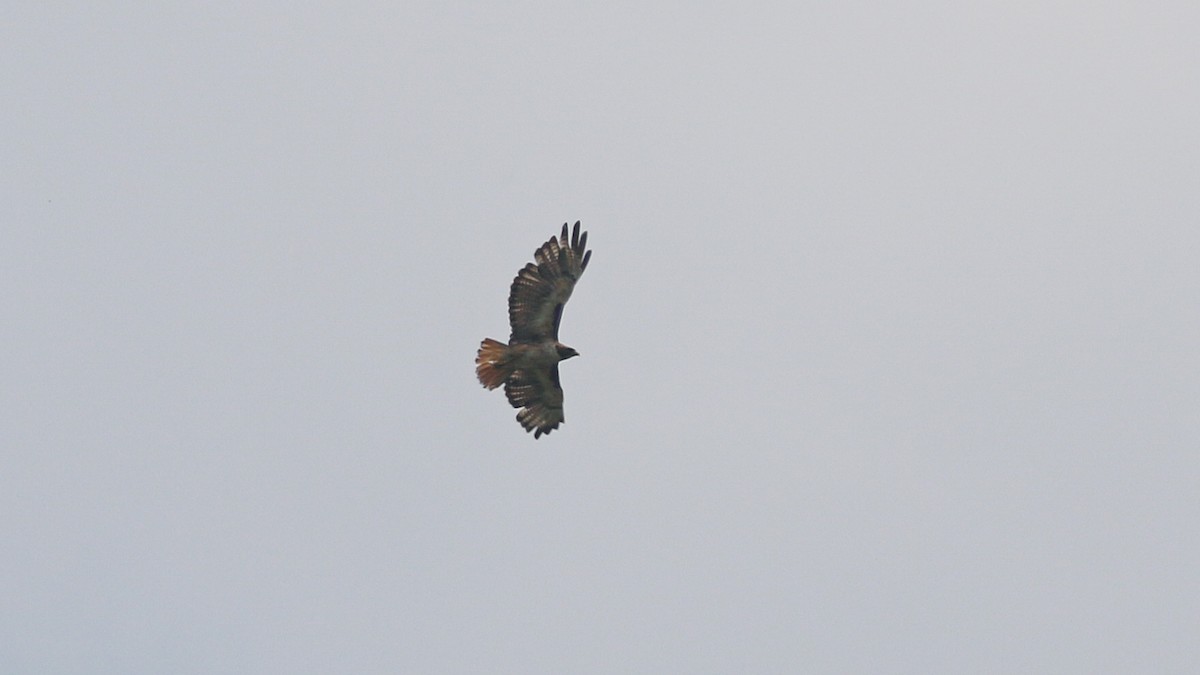 Rotschwanzbussard (kemsiesi/hadropus) - ML638648228