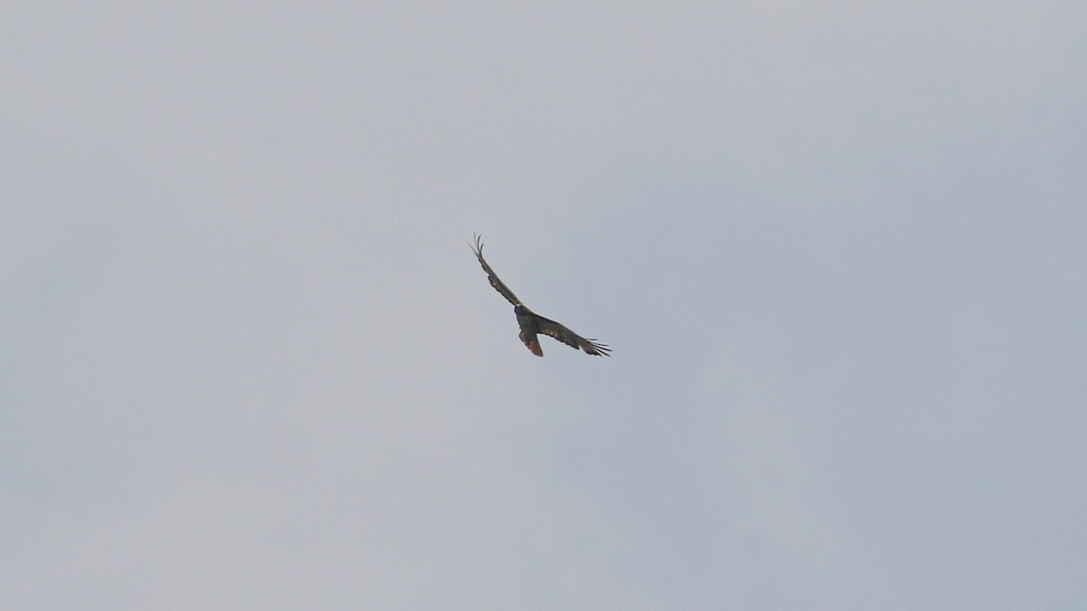 Rotschwanzbussard (kemsiesi/hadropus) - ML638648229