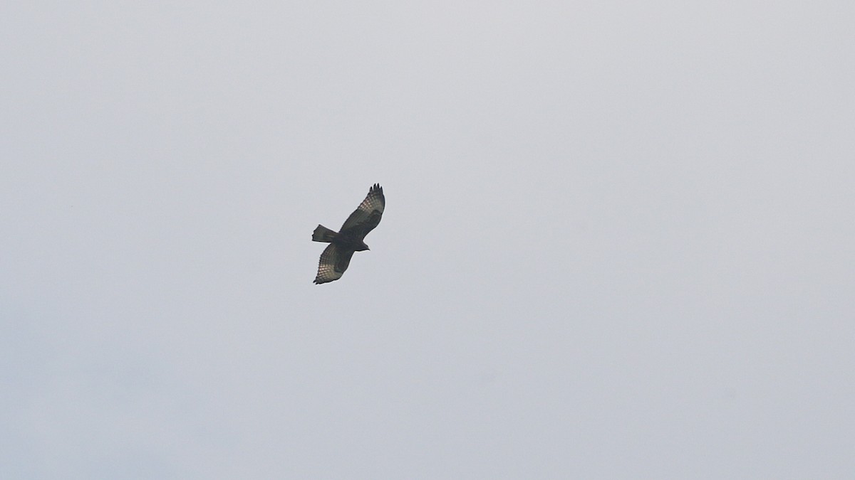 Rotschwanzbussard (kemsiesi/hadropus) - ML638648230