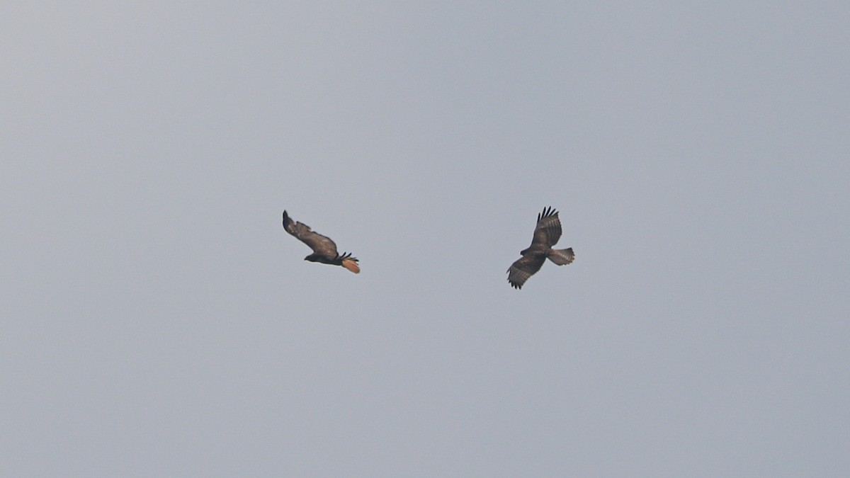 Rotschwanzbussard (kemsiesi/hadropus) - ML638648231