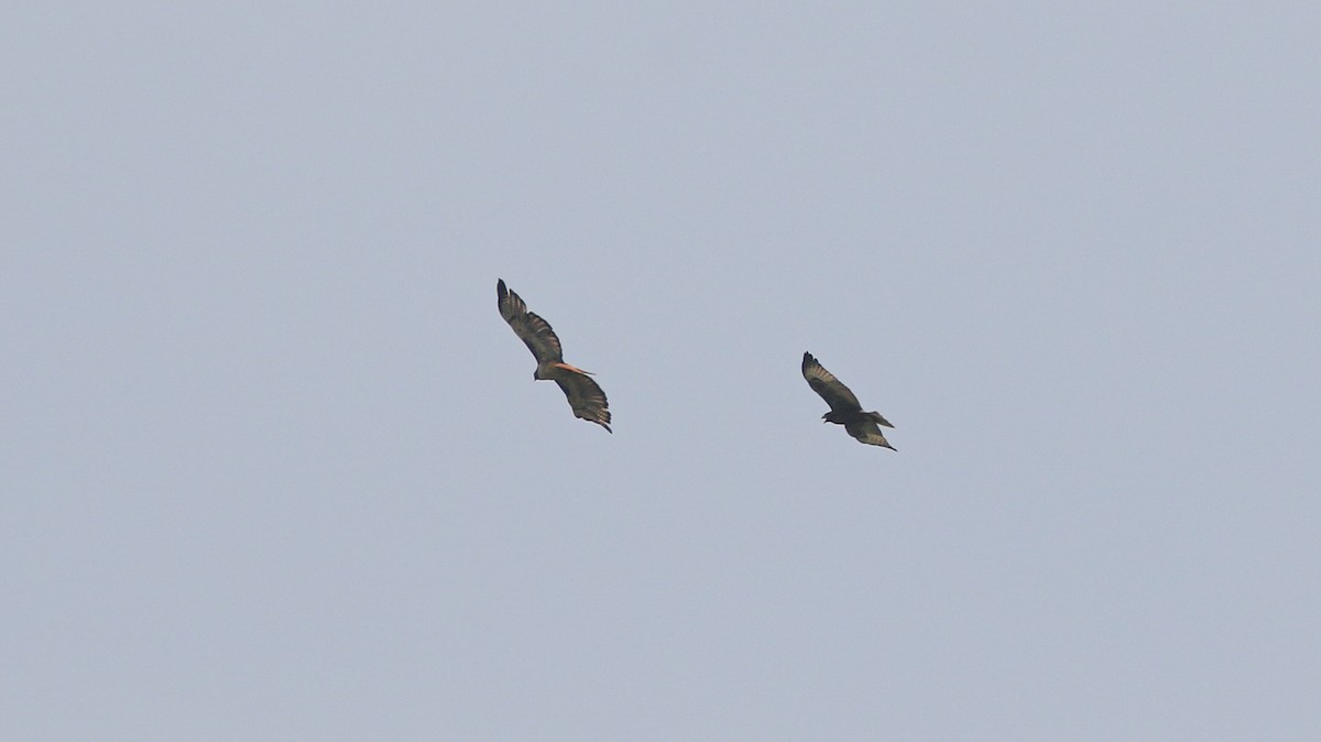 Rotschwanzbussard (kemsiesi/hadropus) - ML638648232