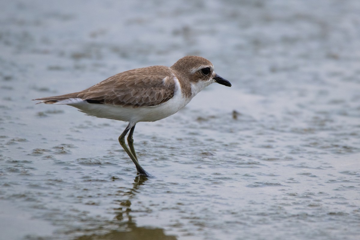 Tibetan Sand-Plover - ML638648239