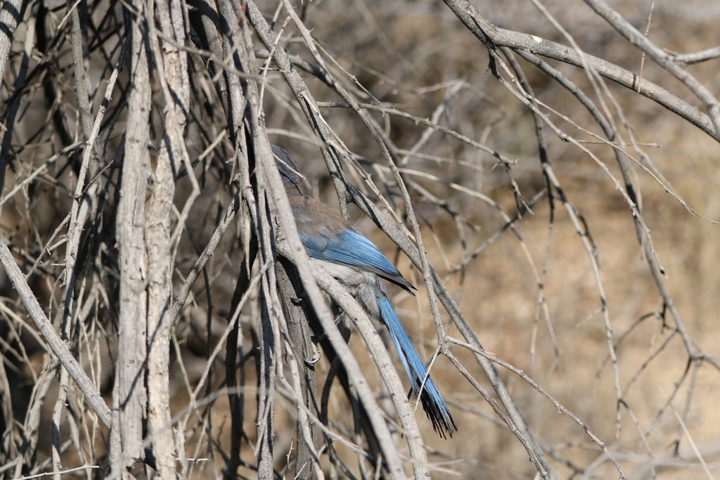California Scrub-Jay - ML638648244