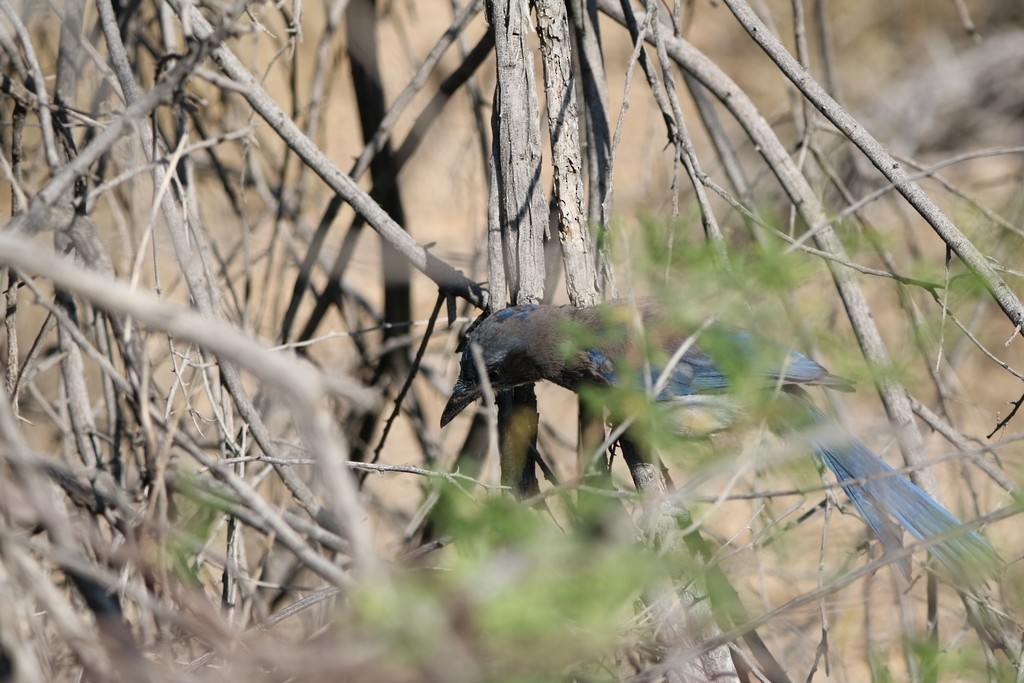 California Scrub-Jay - ML638648245