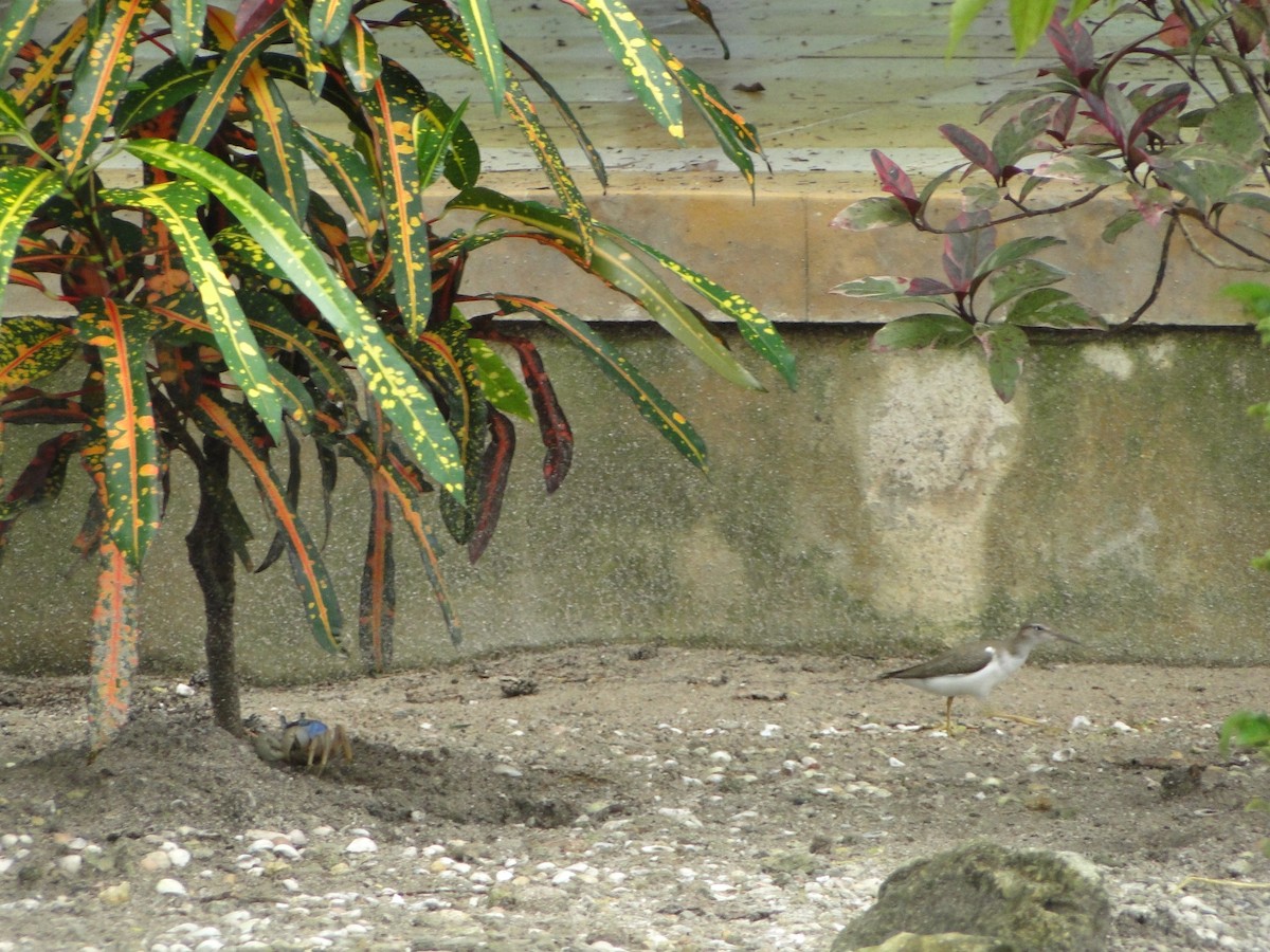 Spotted Sandpiper - ML638648262