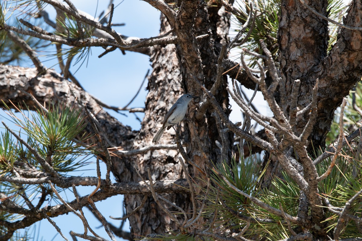 Blue-gray Gnatcatcher - ML638648276