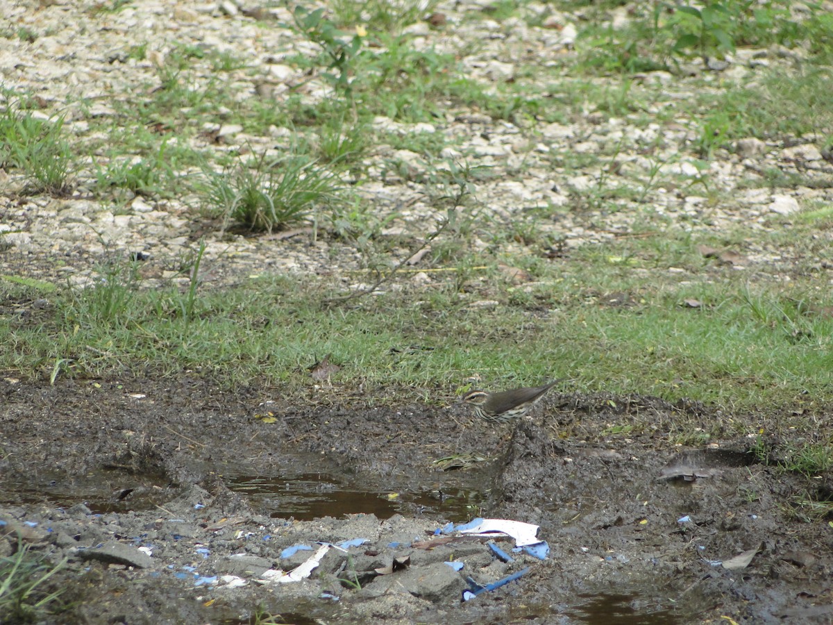 Northern Waterthrush - ML638648280