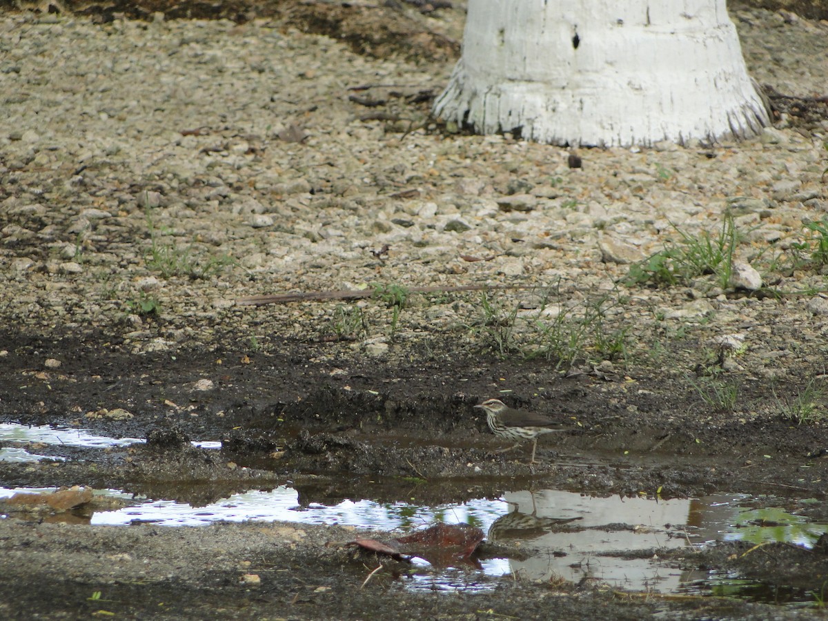 Northern Waterthrush - ML638648282