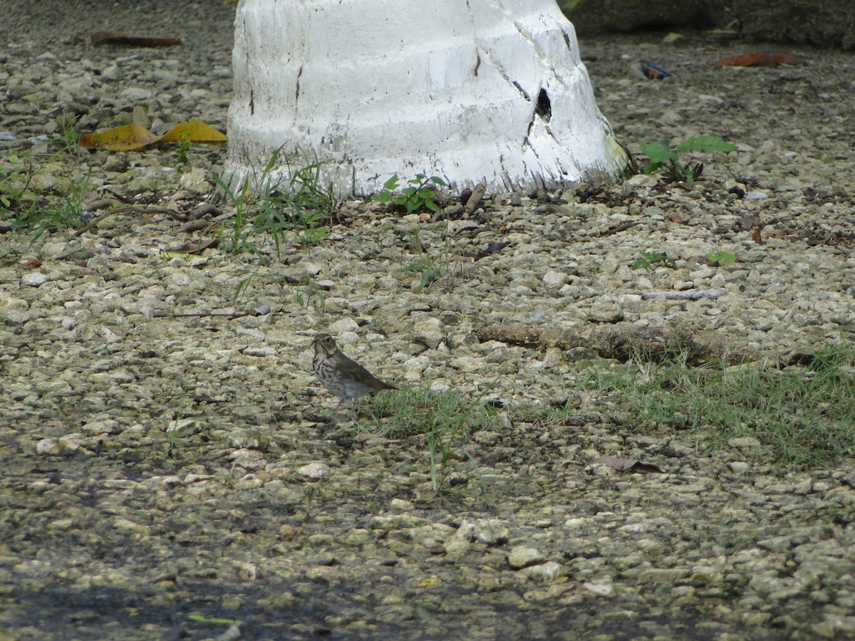 Swainson's Thrush - ML638648311