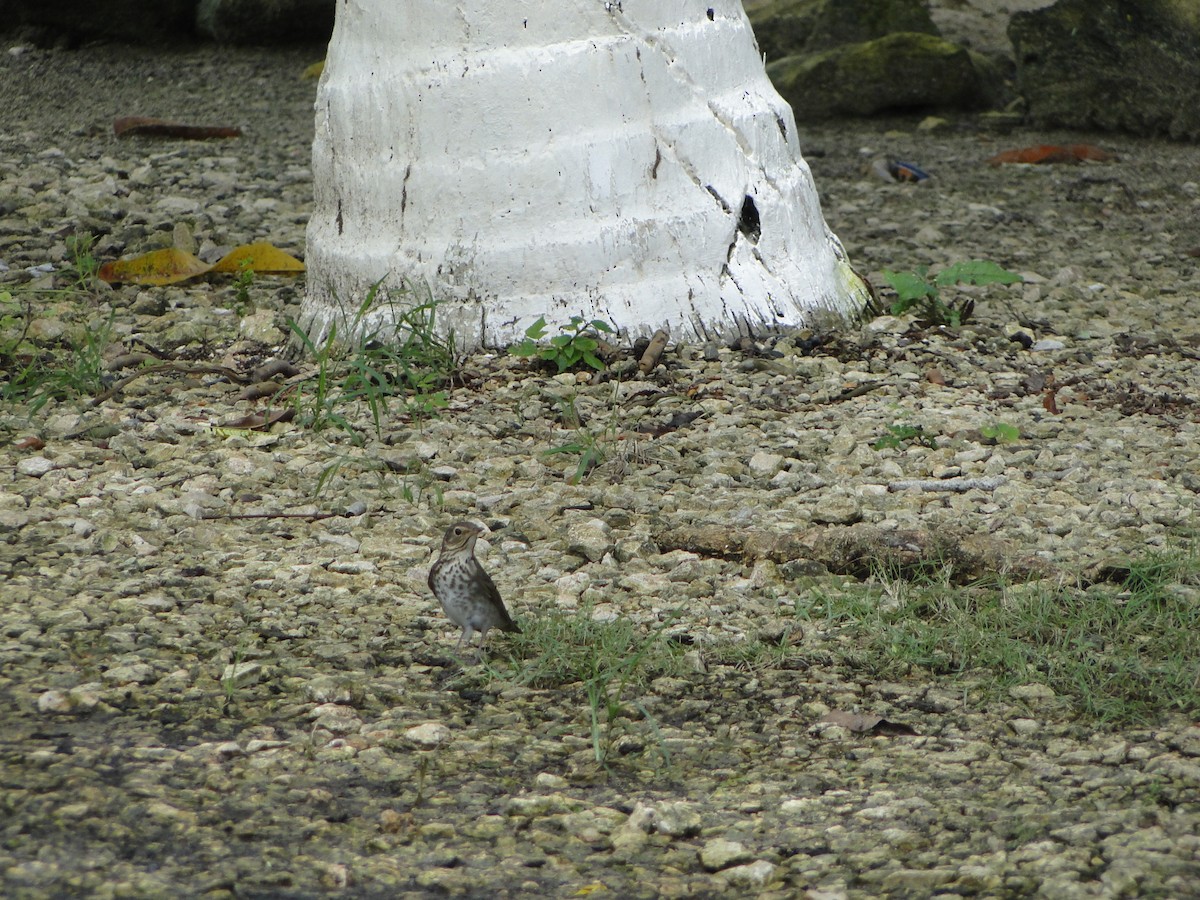 Swainson's Thrush - ML638648312