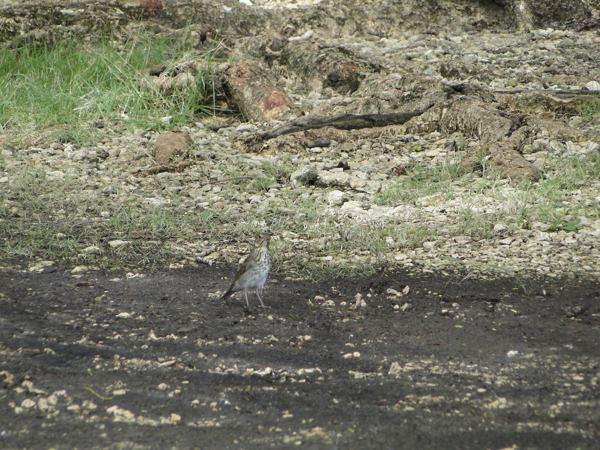 Swainson's Thrush - ML638648313