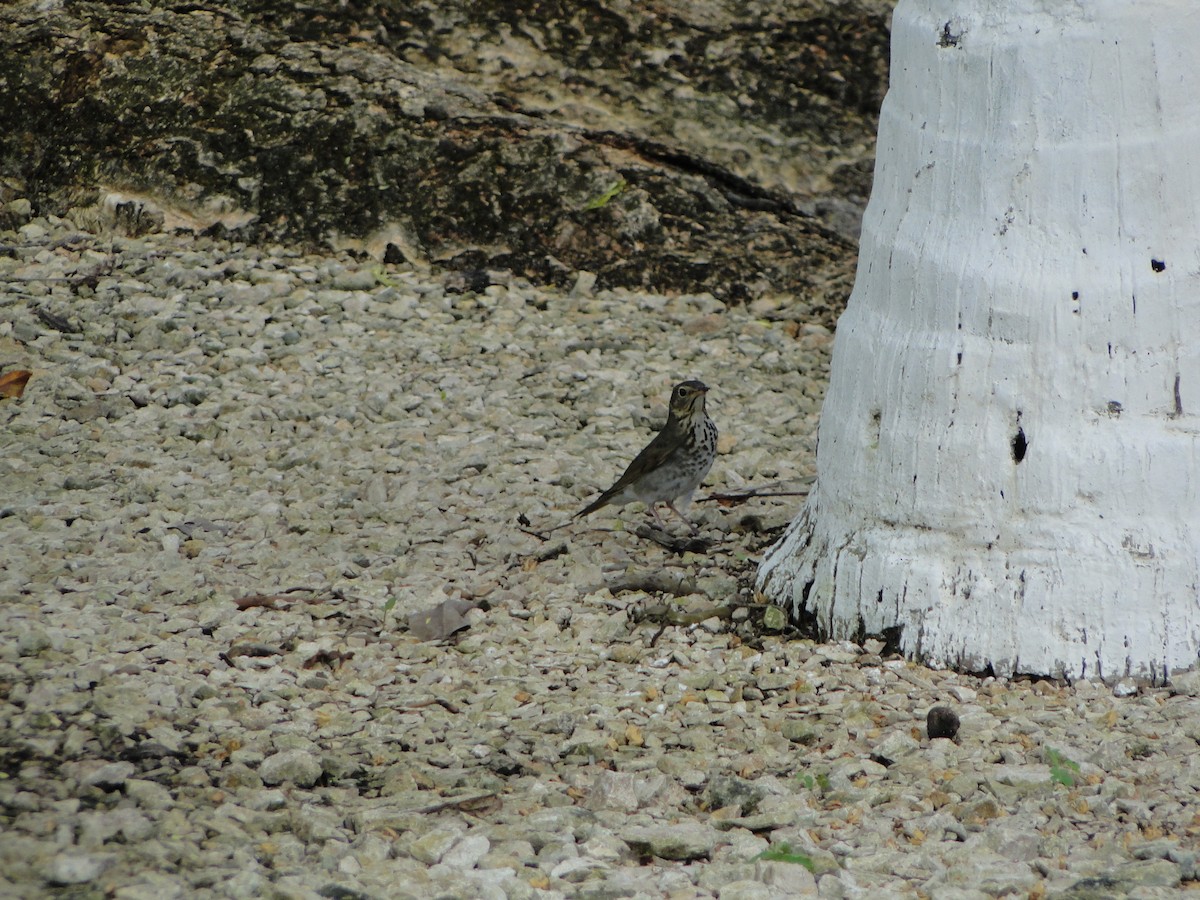 Swainson's Thrush - ML638648314