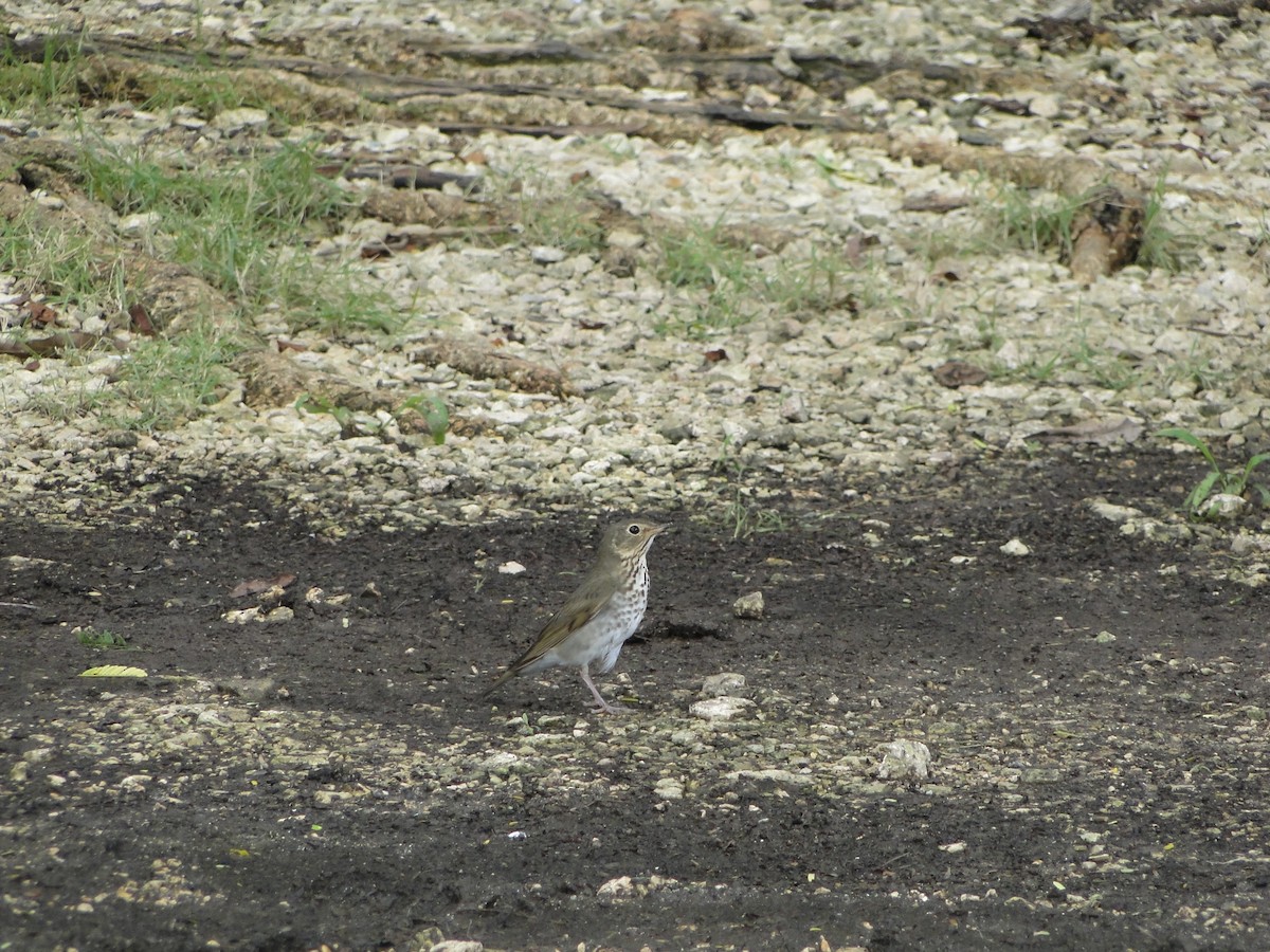 Swainson's Thrush - ML638648316