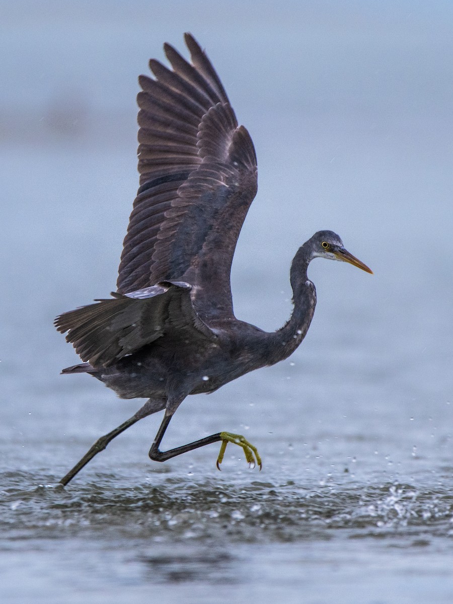 Western Reef-Heron - ML638648328