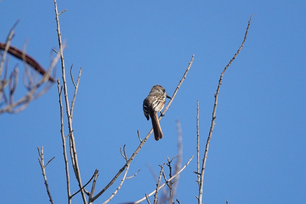 Stolid Flycatcher - ML638648329