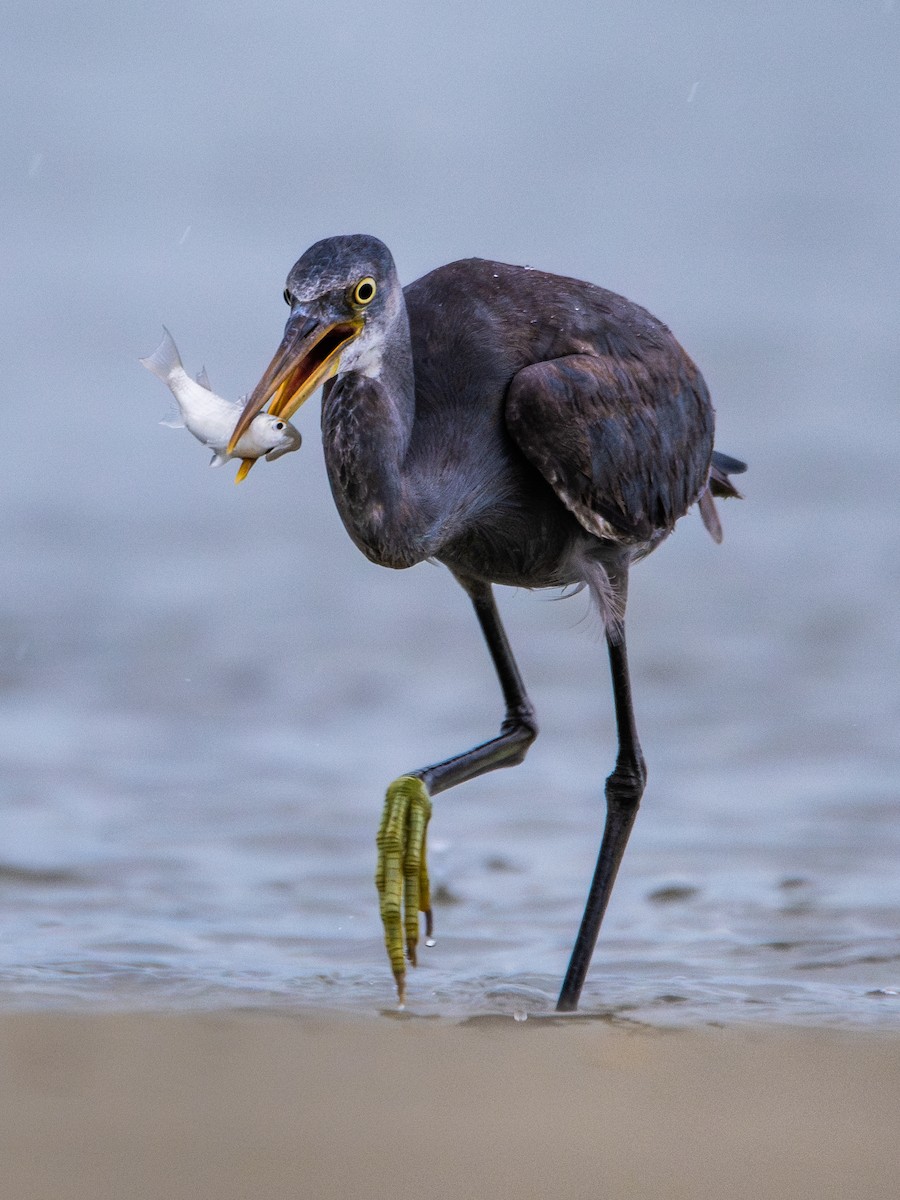Western Reef-Heron - ML638648333