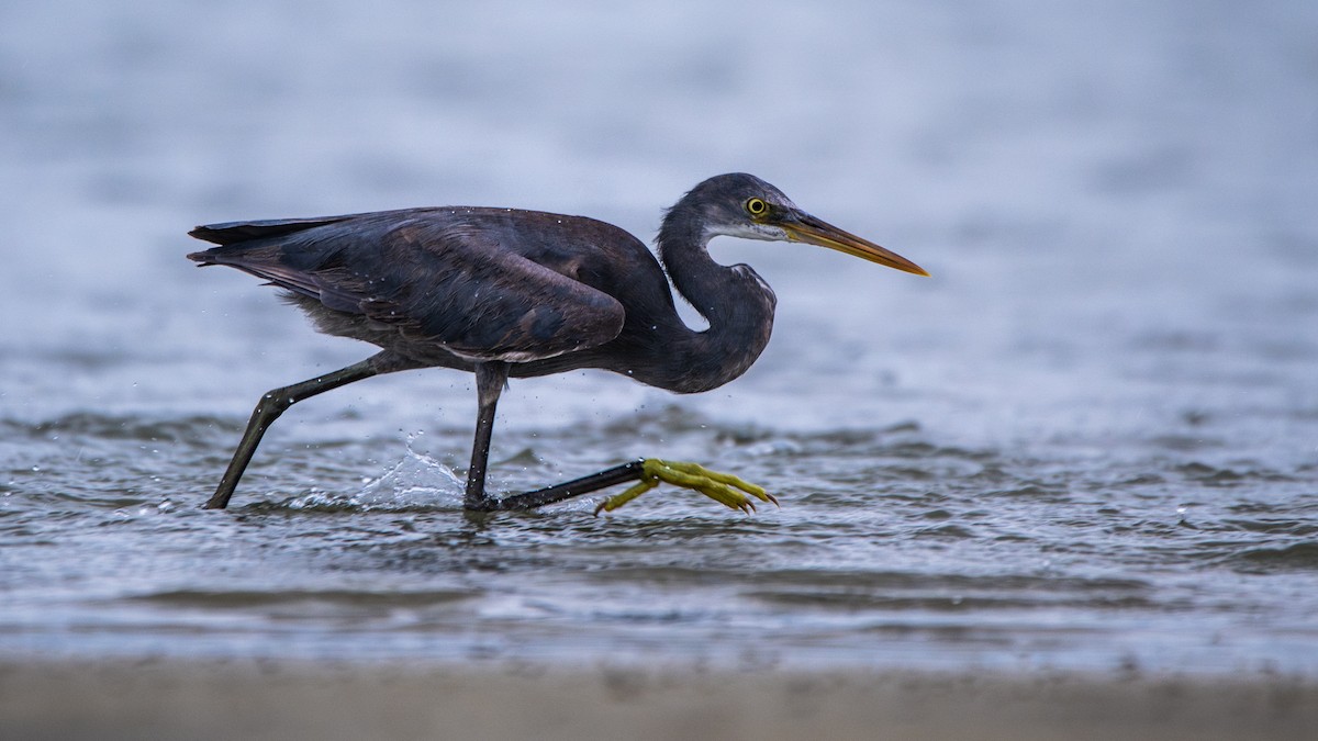Western Reef-Heron - ML638648336