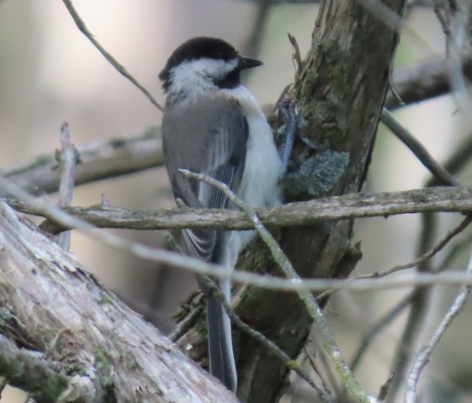 Black-capped Chickadee - ML638648351