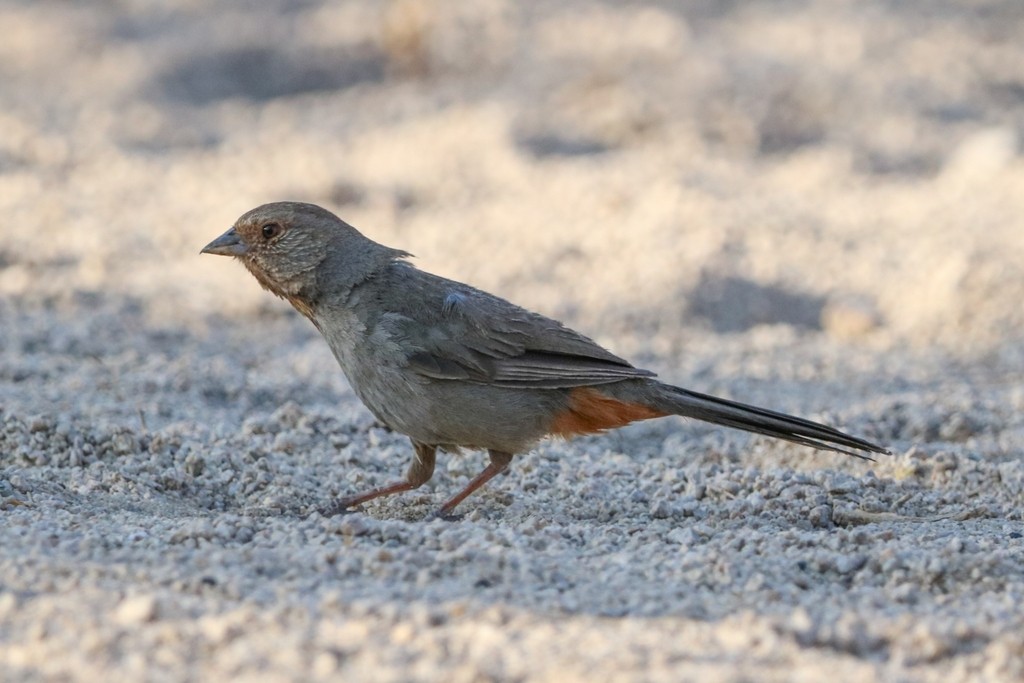 California Towhee - ML638648357