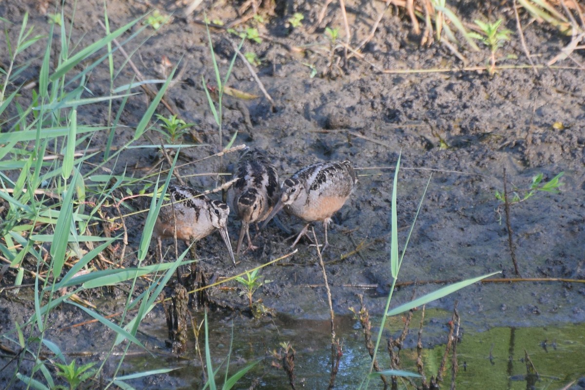 American Woodcock - ML638648396