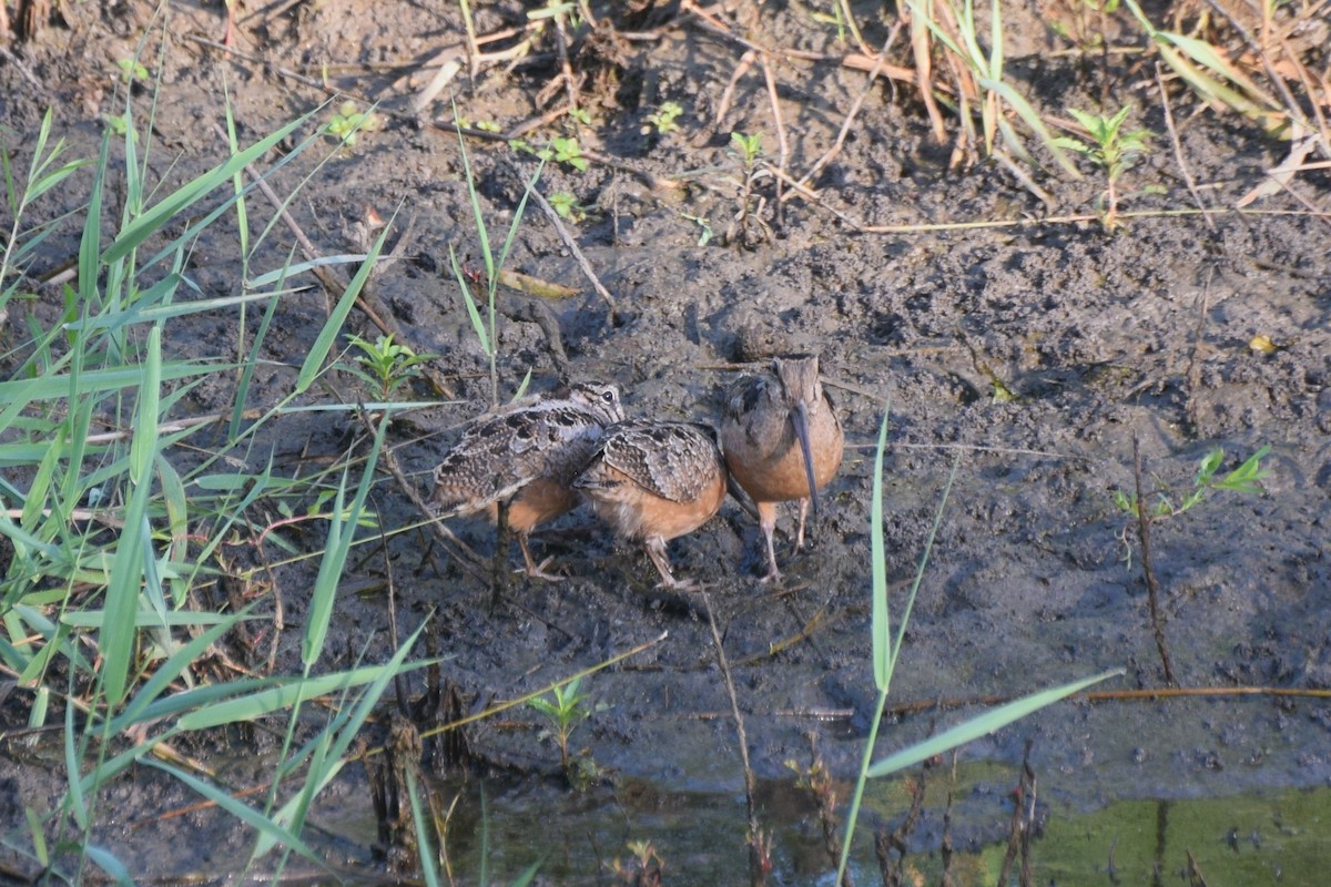 American Woodcock - ML638648397