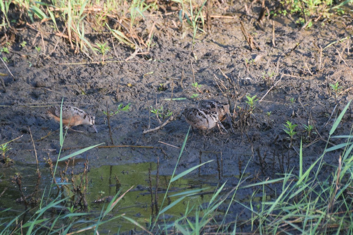 American Woodcock - ML638648398