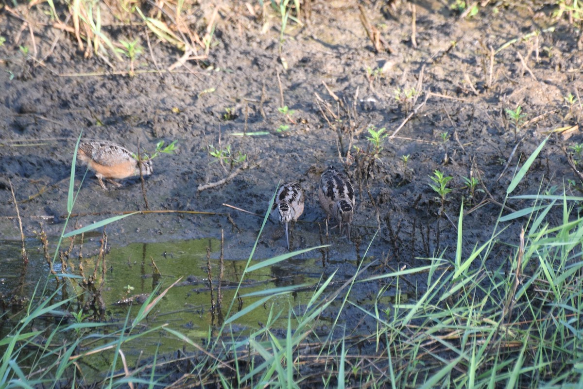 American Woodcock - ML638648399