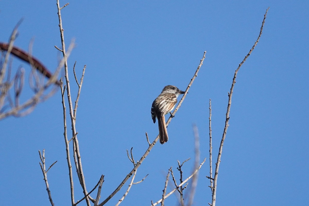 Stolid Flycatcher - ML638648407