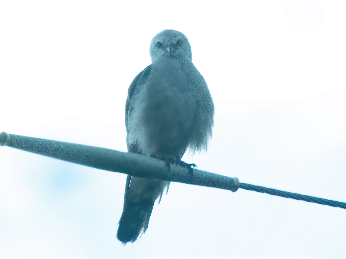 Mississippi Kite - ML638648442