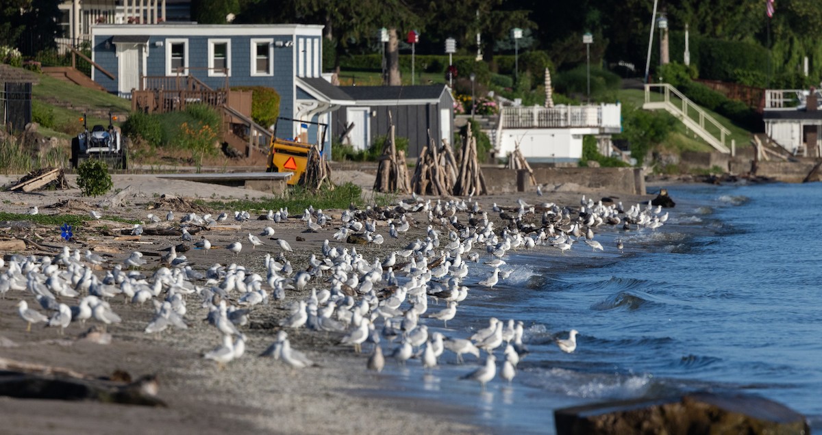Lesser Black-backed Gull - ML638648446