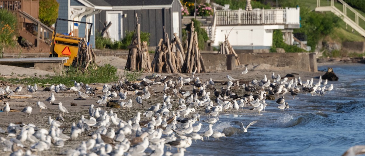 Lesser Black-backed Gull - ML638648450