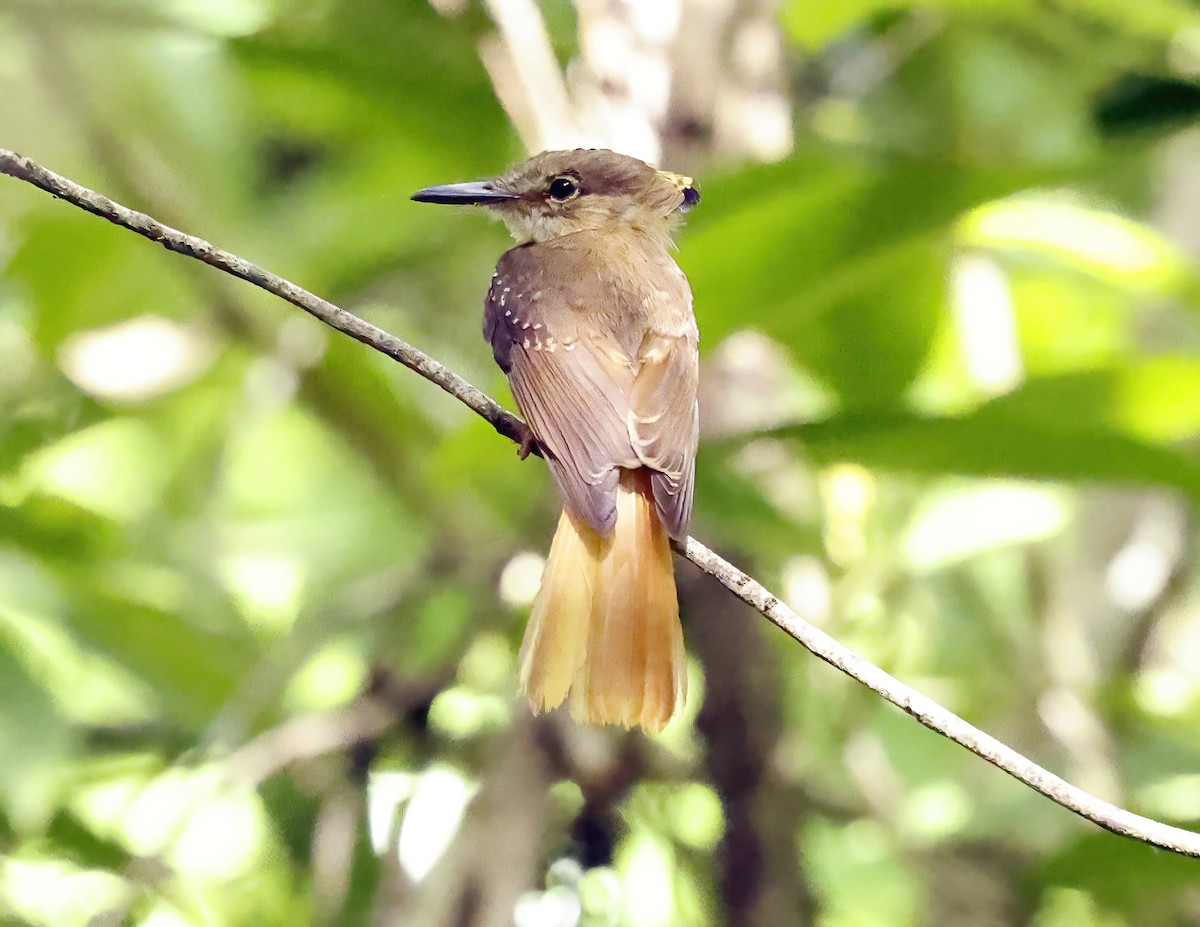 Tropical Royal Flycatcher (Northern) - ML638648452