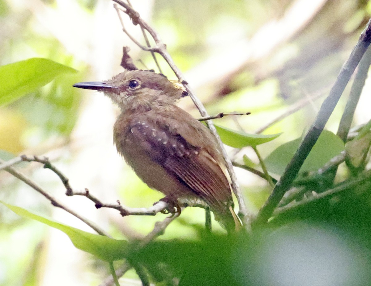 Tropical Royal Flycatcher (Northern) - ML638648453