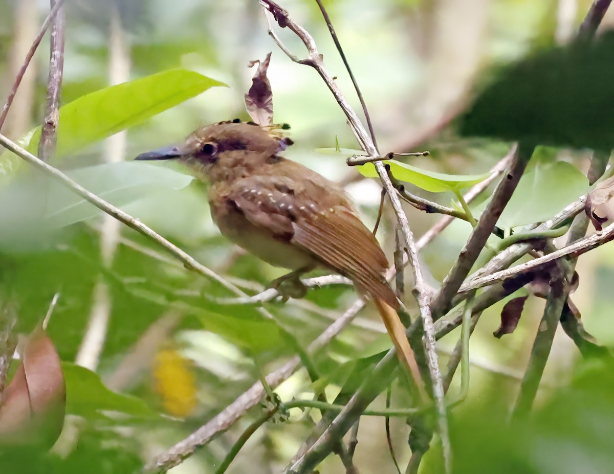 Tropical Royal Flycatcher (Northern) - ML638648455