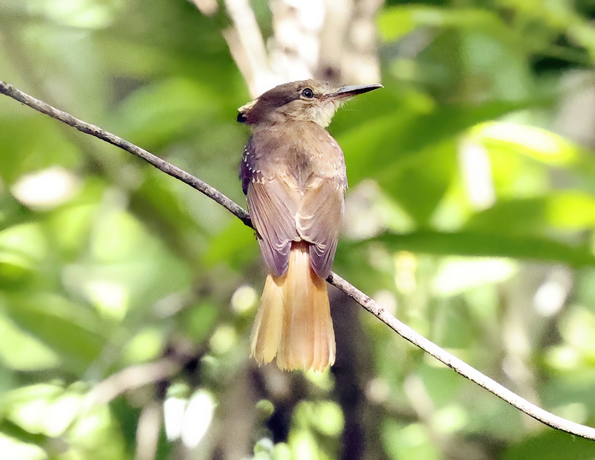 Tropical Royal Flycatcher (Northern) - ML638648457