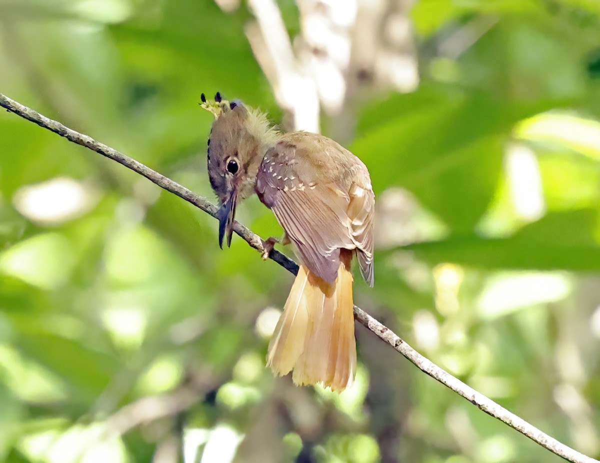 Tropical Royal Flycatcher (Northern) - ML638648458
