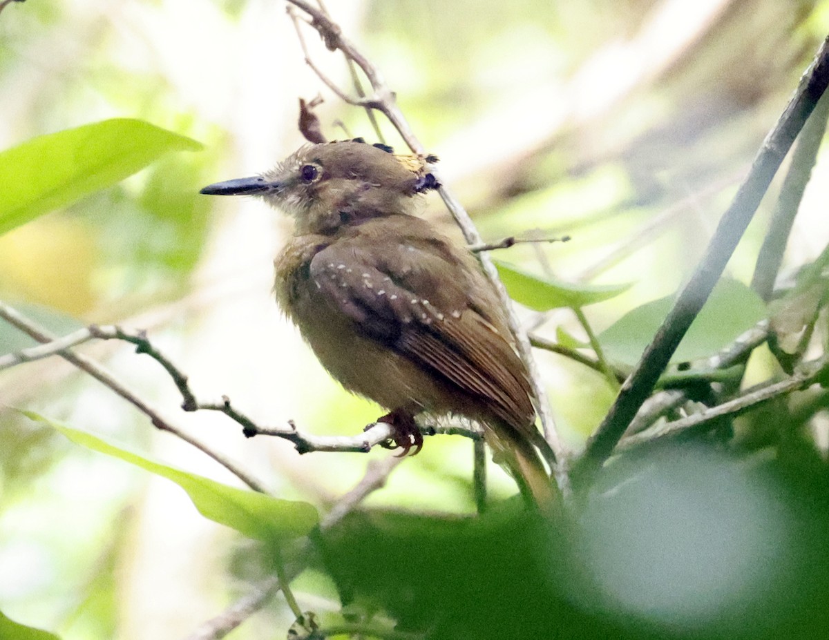 Tropical Royal Flycatcher (Northern) - ML638648459