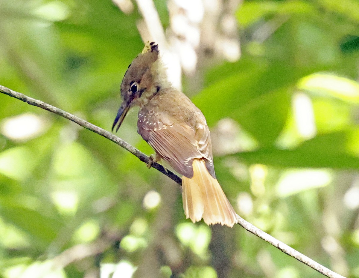 Tropical Royal Flycatcher (Northern) - ML638648460