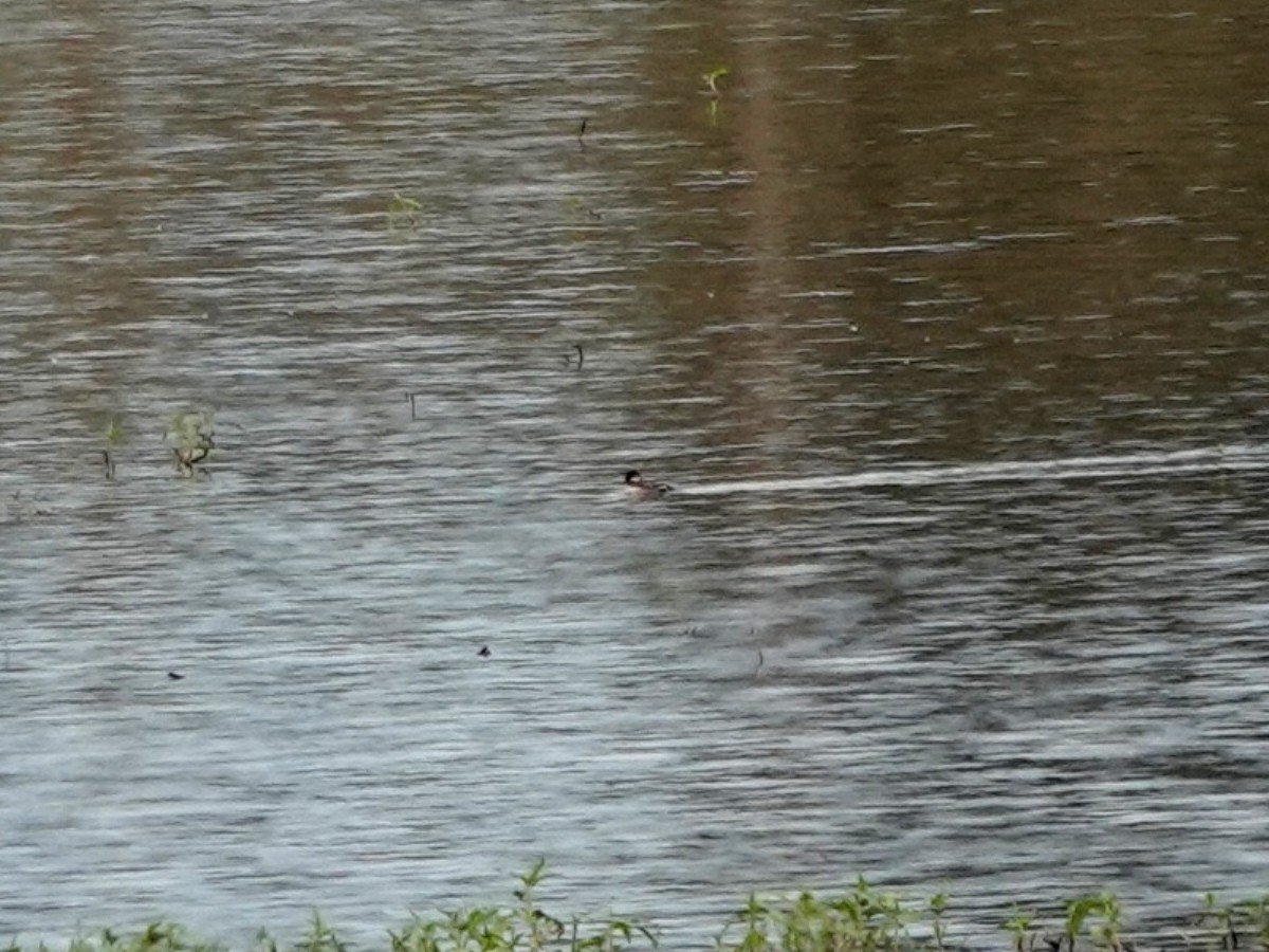 Bufflehead - ML638648461
