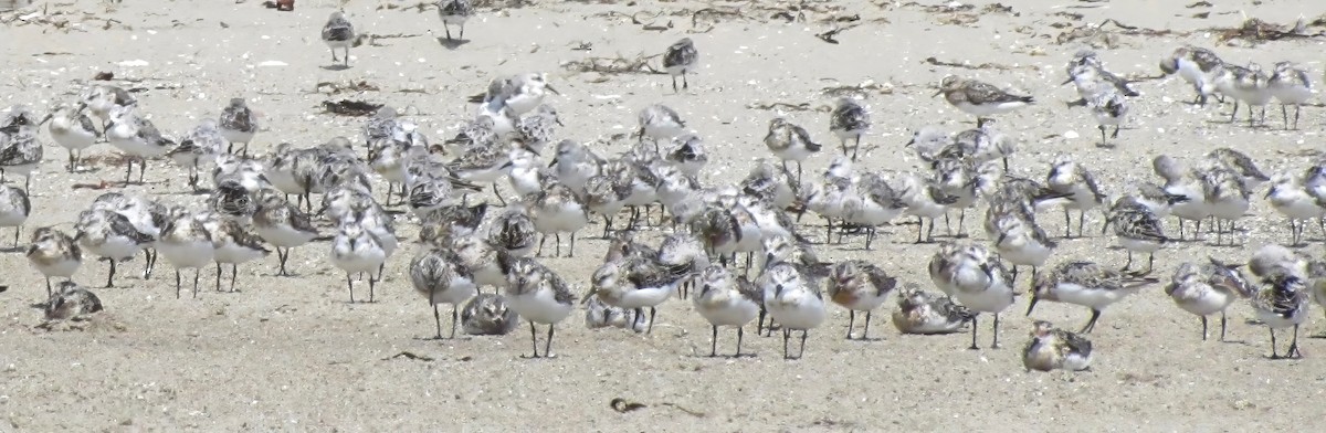 Sanderling - ML638648462