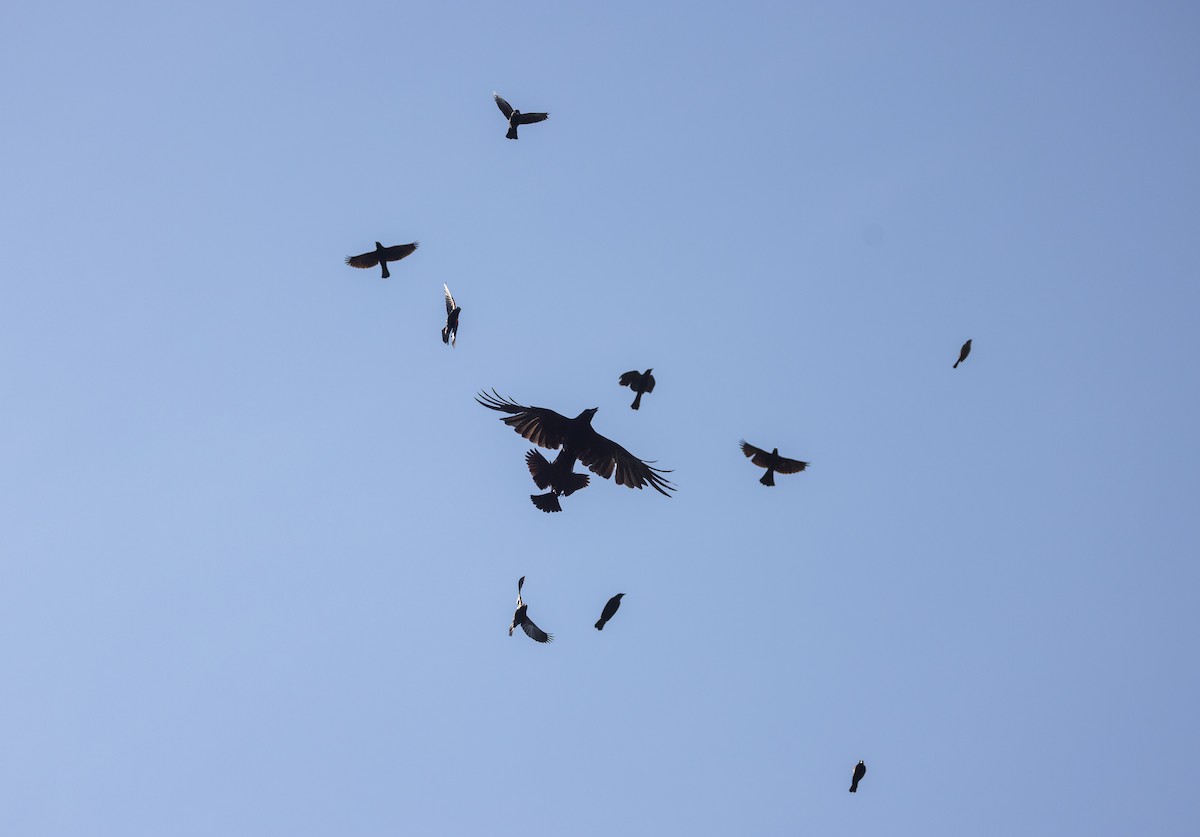 American Crow - ML638648507