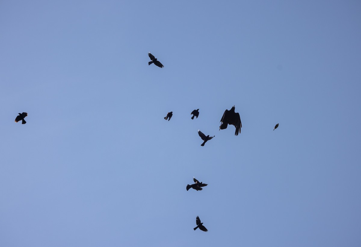 American Crow - ML638648511
