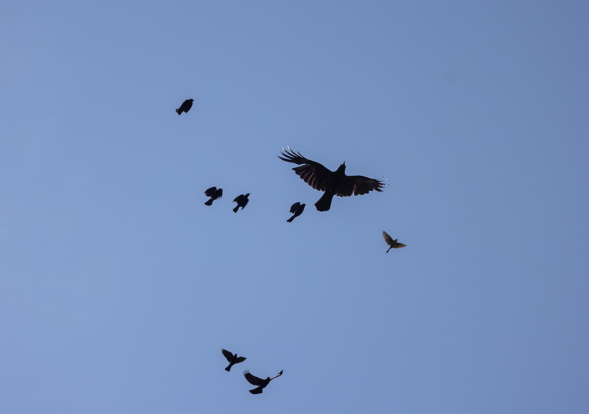 American Crow - ML638648512