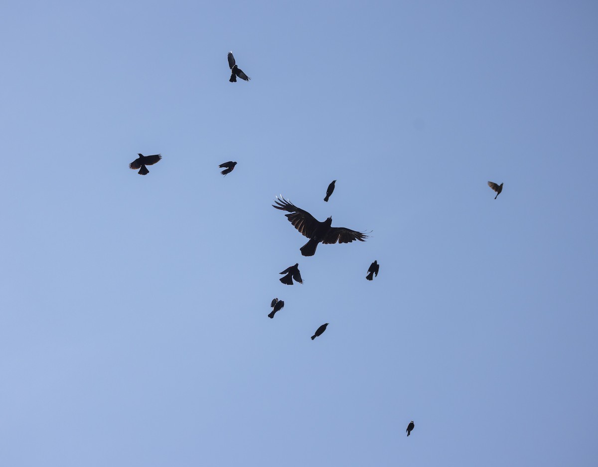 American Crow - ML638648513