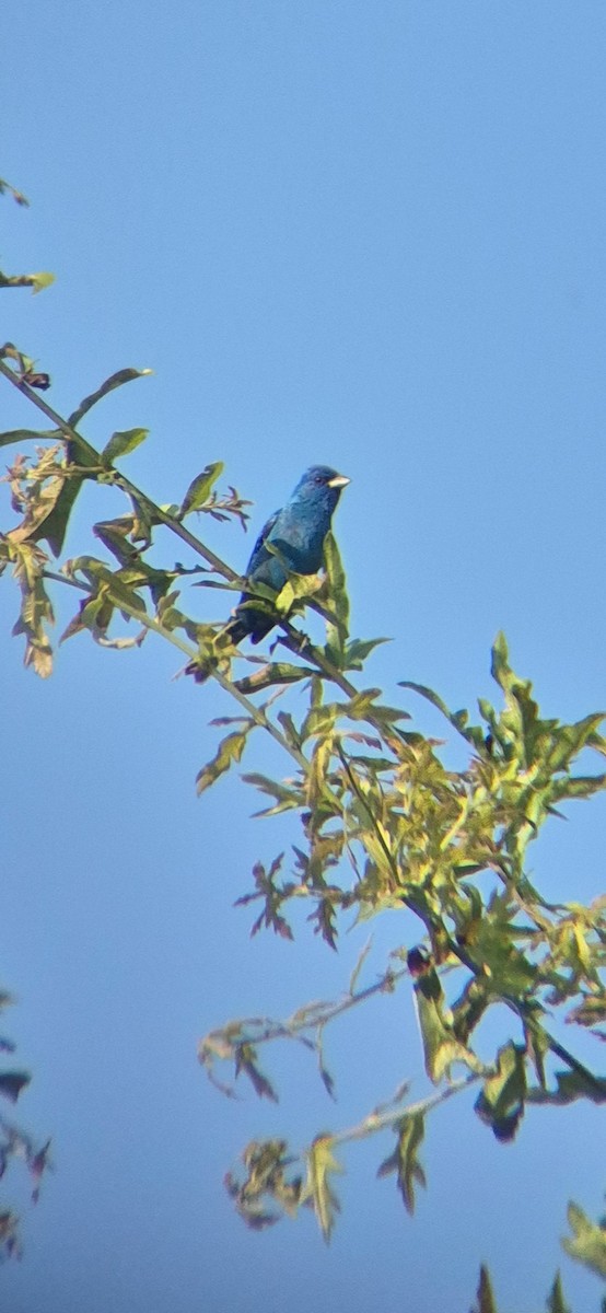 Indigo Bunting - ML638648532